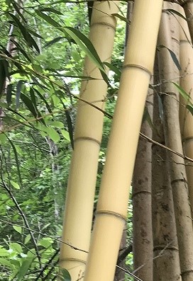 Smoky Mountain Bamboo